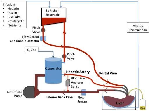 schema