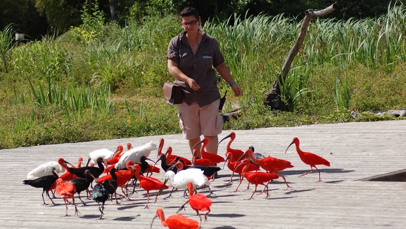 Sortie Parc des oiseaux 7 juin 2014